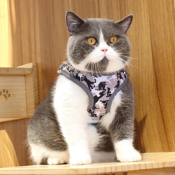 Reflective Adventure Pet Harness With Printed Leash